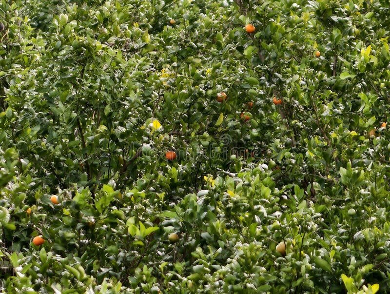 Citrus plantation