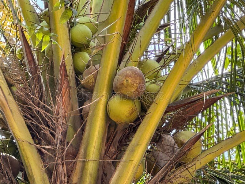 Coconut plantation