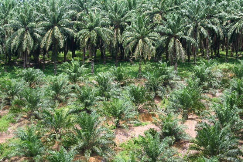 Palm oil plantation