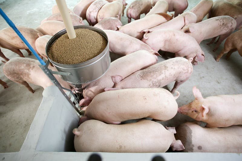 Pig farm